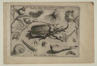 Archetypa studiaque patris Georgii Hoefnagelii, part 1, plate 1
