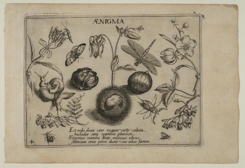 Archetypa studiaque patris Georgii Hoefnagelii, part 3, plate 4