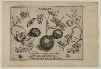 Archetypa studiaque patris Georgii Hoefnagelii, part 3, plate 4