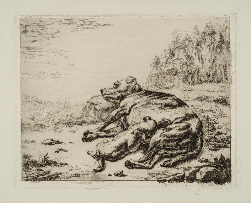 La chienne et son petit  (Dogs)