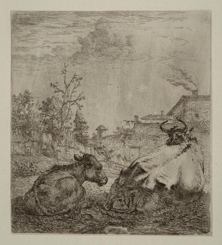 A Cow and a Calf