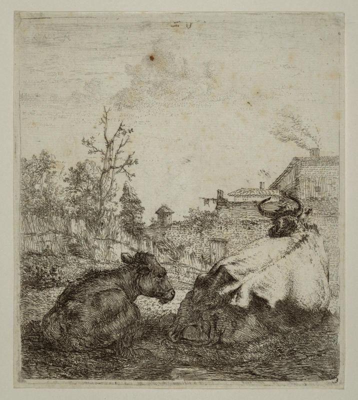 A Cow and a Calf