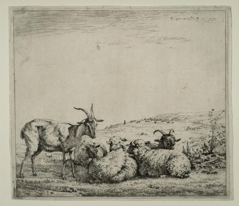 Sheep and Goats