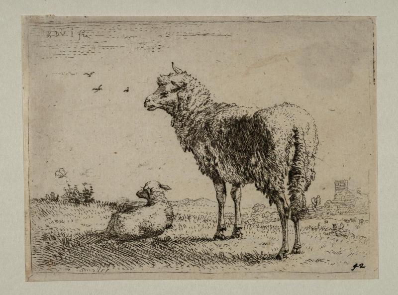 A Ewe and its Lamb