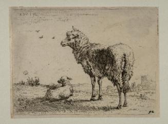 A Ewe and its Lamb