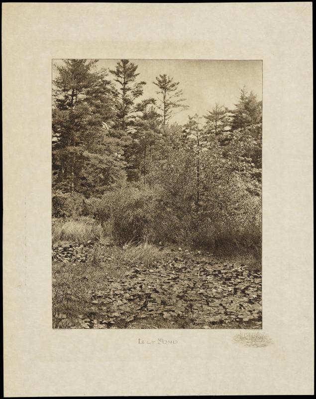 Lily Pond