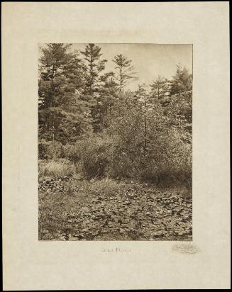 Lily Pond