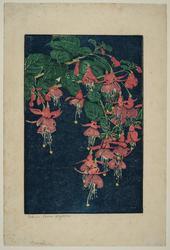 Fuchsia