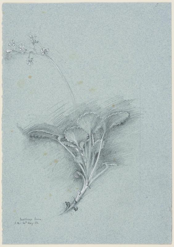 Saxifraga Geum