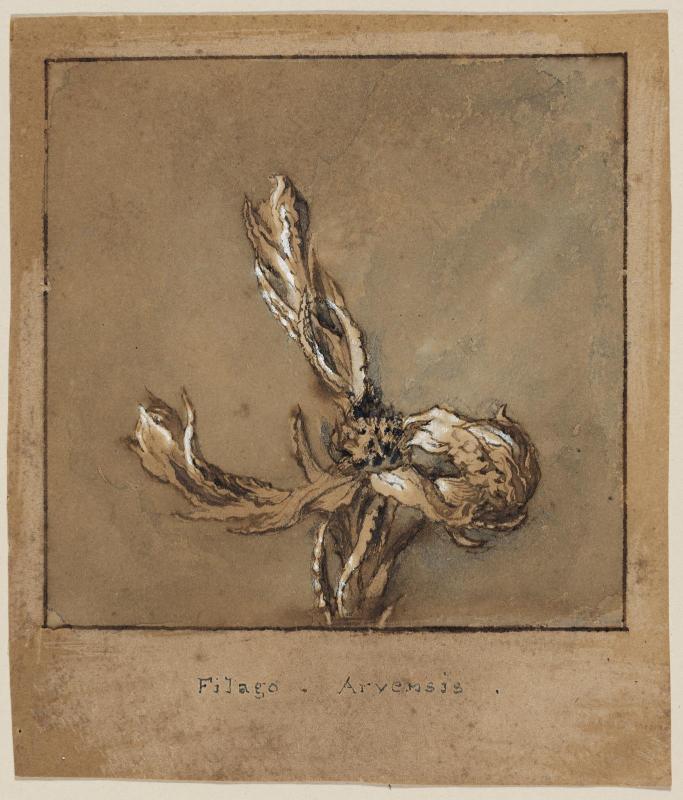 Filago, Arvensis