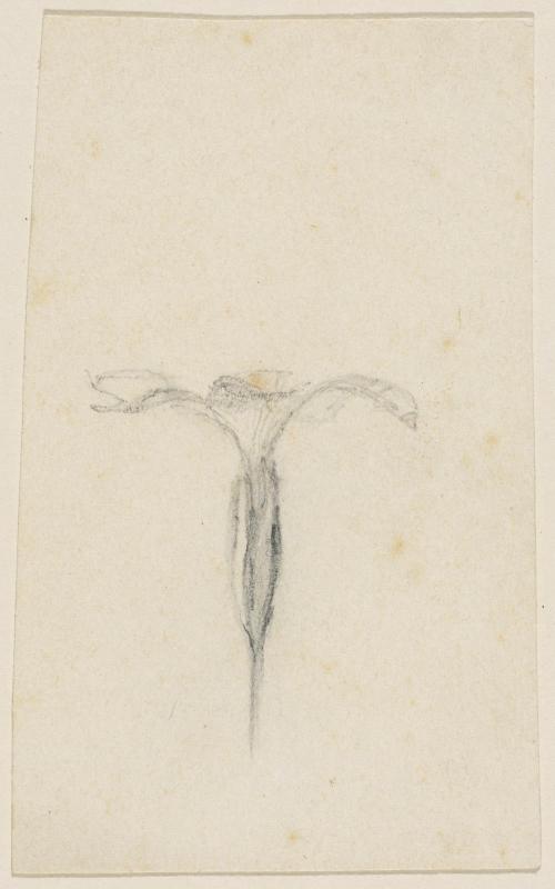Cup of a flower
