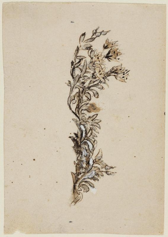 Blossoming Vine