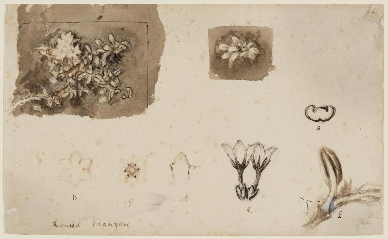 Blossoming vine, and seven detail drawings