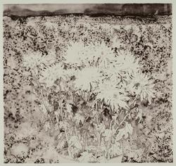 Chrysanthemums