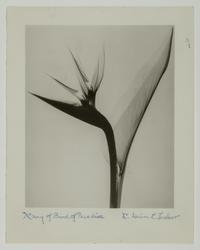 X-ray of a Bird of Paradise