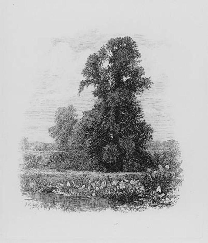 Landscape with large tree