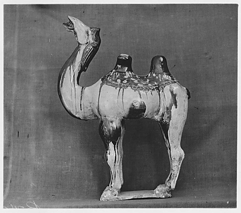 Camel