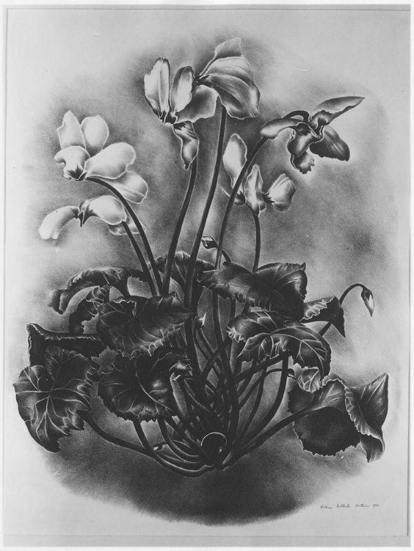 Cyclamen