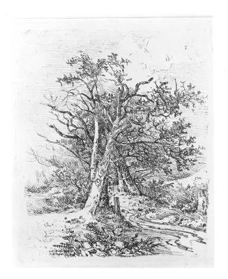 Trees and Lane