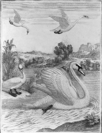 Wild Swan