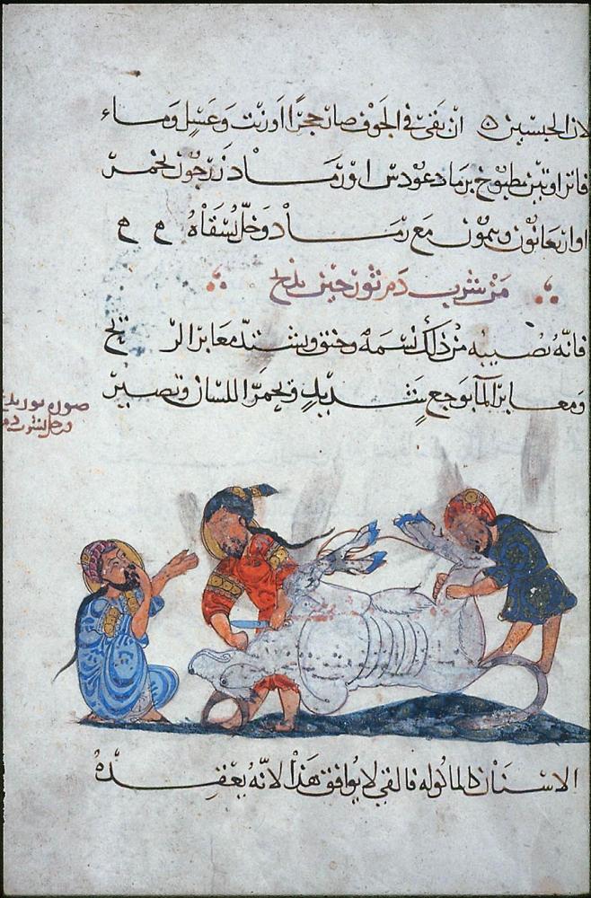 Arabic translation of the Materia Medica by Dioscorides: Two Men Preparing to Quarter an Ox