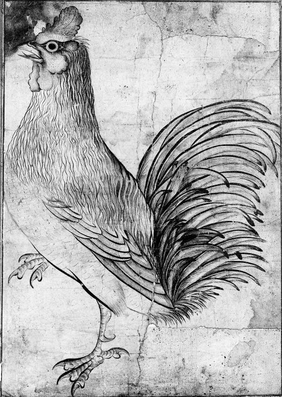 Cock