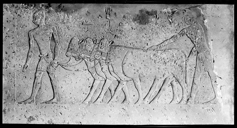 Two Men Leading Three Calves, tomb of Seshem-nofer I, G2200 (5080), Giza, 4th Dynasty