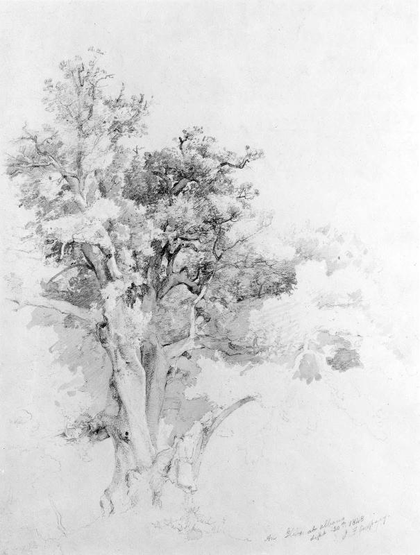 Oak Tree, Albano