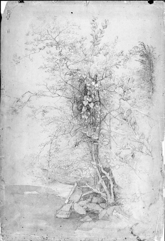 Study of Foliage