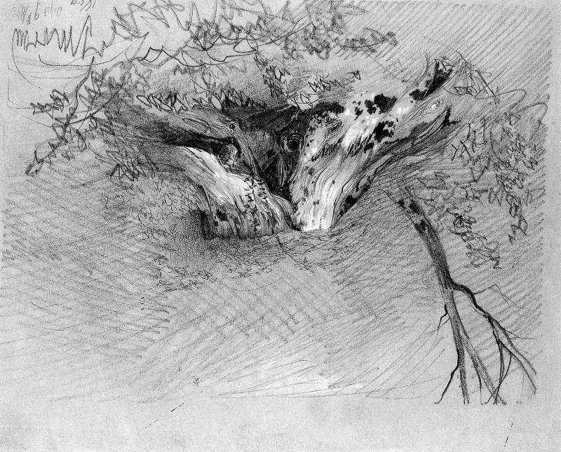 Tree stump, 1859