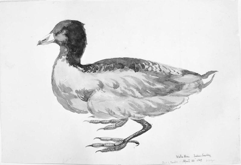 Water hen