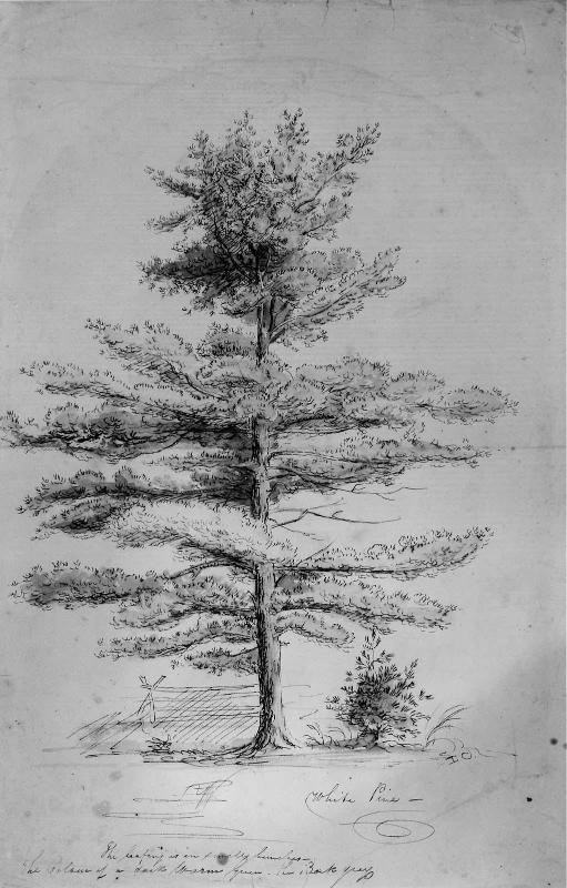 White Pine