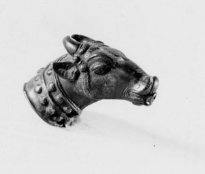 Head of bull or cow