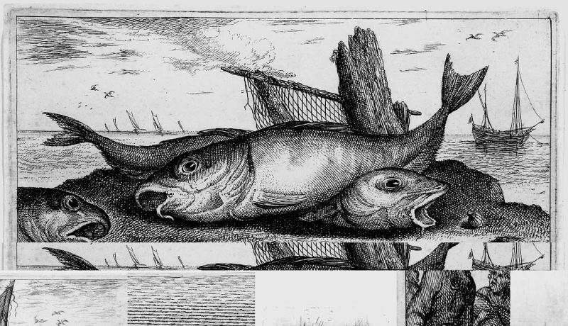 Haddock