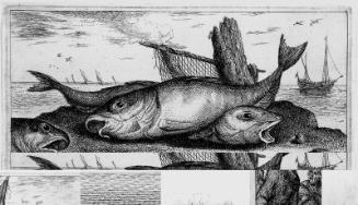 Haddock