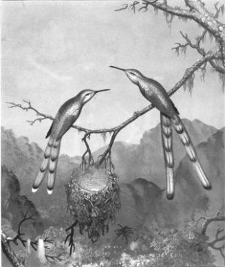 Brazilian Hummingbirds I (Double-tails)