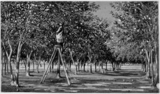 Col. Hart's Orange Grove