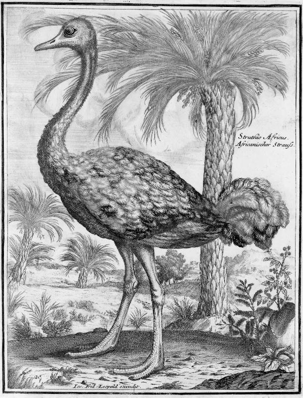 Ostrich