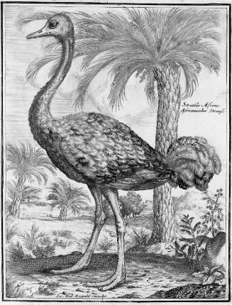 Ostrich
