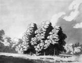 Plate 7