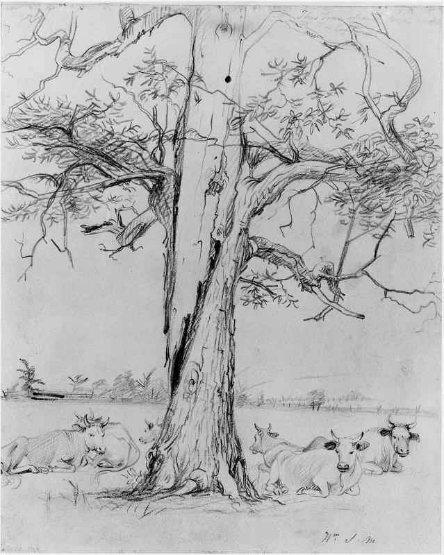 Cows Under a Tree