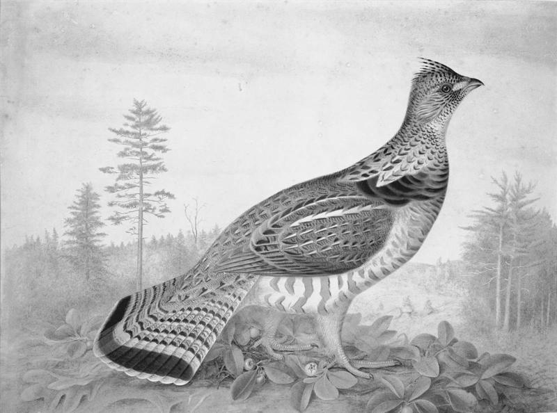 Partridge in a Landscape