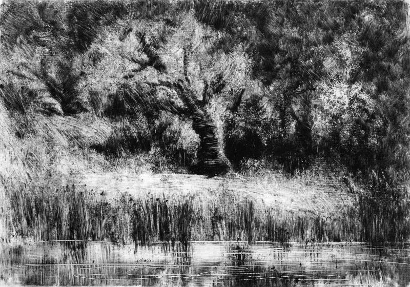 Tree in Landscape