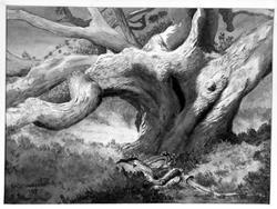 The Giant Dwarf: a Stunted Oak at Naushon