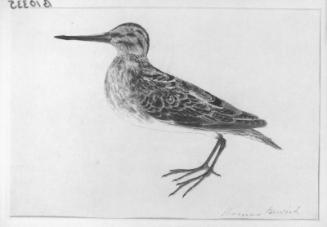 Restricted: For reference only; Second study: A  Snipe