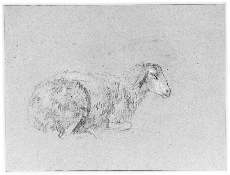 Study of a Sheep Lying Down