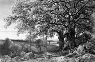 Le Charlemagne et le Roland: Vallon des Peintres, Fontainebleau