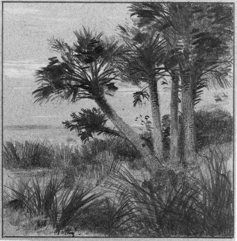 A Group of Palm Trees, South Carolina