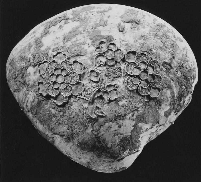 Clam shell