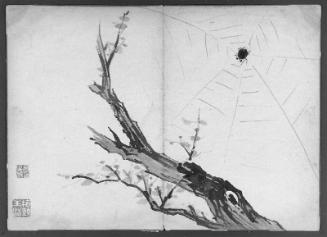 Spider in its web in a tree